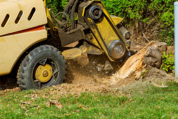 Lawn Renovation and Restoration in Fremont, CA